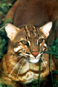 ������ ����������� ������� ����� �������� � �������� ������